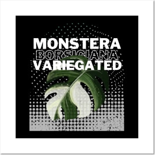 Monstera Borsigiana Variegated Posters and Art